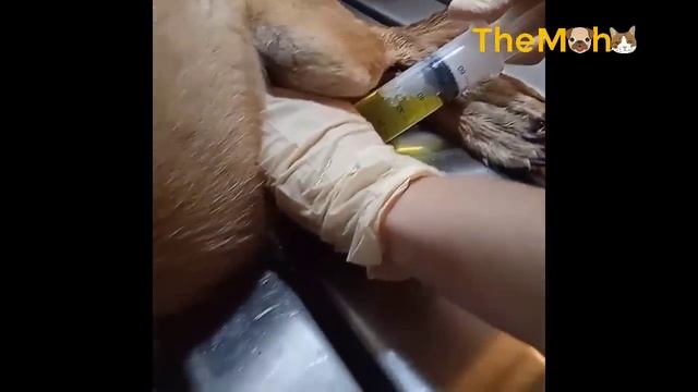 She Collapsed with Ton of Fluid in Her Stomach Bursting After Being Abandoned by The Owner смотреть онлайн