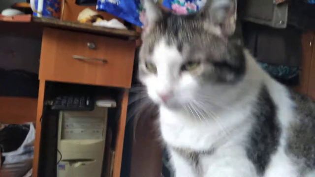 cat смотреть онлайн