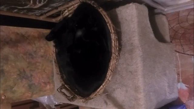 букет котов смотреть онлайн