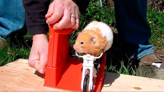Hammy the Hamster Rides Again смотреть онлайн