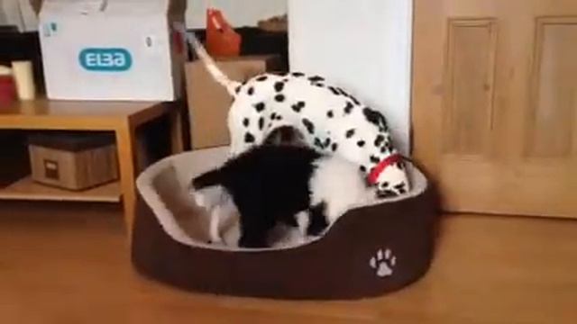 Moo & Whisky - Too cute. 9 week Old English Sheepdog pup pl смотреть онлайн