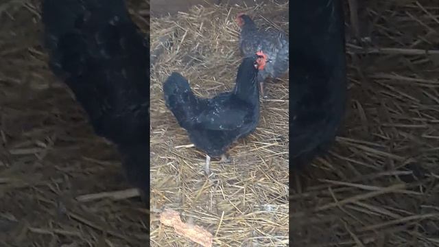 Первое яицо. Утепление курятника.