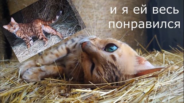Бенгальский кот. Один день из жизни смотреть онлайн