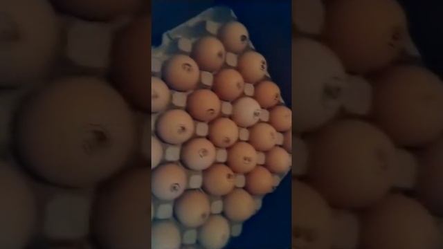 Распаковка инкубационного яйца бройлеров росс-308 смотреть онлайн