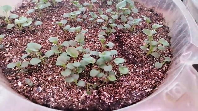 Вермикулит для проращивания - отличный метод вырастить крепкую и здоровую рассаду, без черной ножки смотреть онлайн