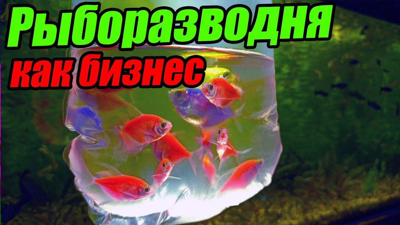 Рыборазводня как бизнес! Аквариумные рыбки РАЗВЕДЕНИЕ и ПРОДАЖА! смотреть онлайн