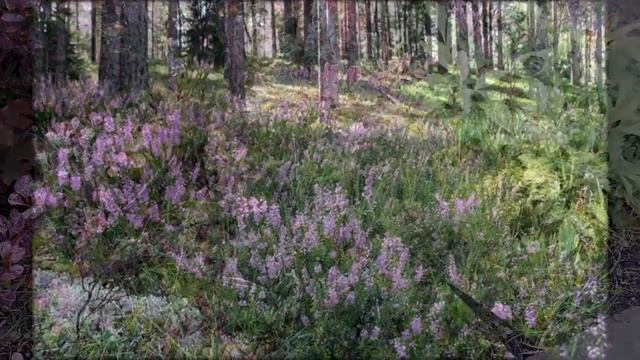 Вереск в нашем саду. смотреть онлайн
