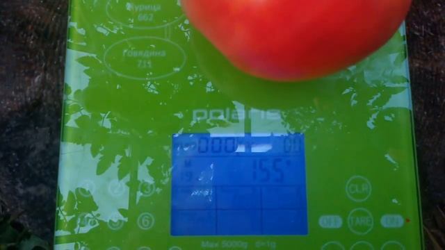 Сорт томата 