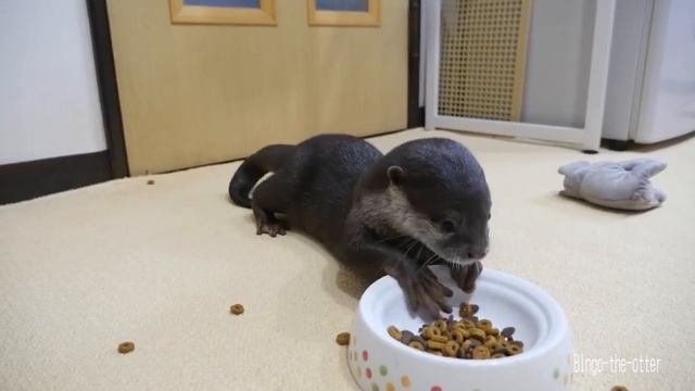 Маленькая домашняя выдра кушает))) смотреть онлайн