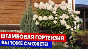 Штамбовая гортензия - вы тоже сможете!
