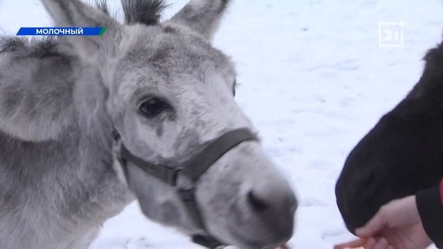 В Мурманске рассказали об особенностях наступившей полярной ночи смотреть онлайн