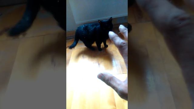 Пыльный кот-шубуршун смотреть онлайн