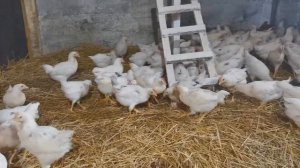 Куры коралл-подросли. "Мое Подворье"