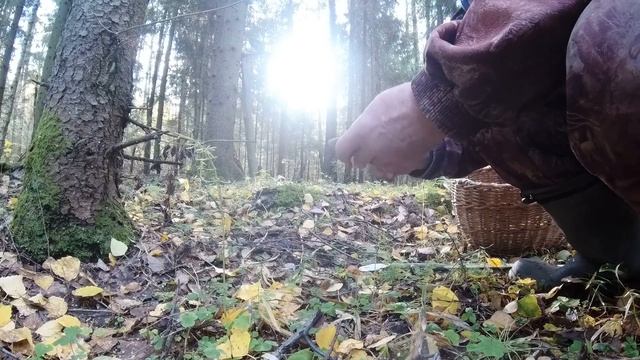 За грибами ОСЕНЬ 2022 году . смотреть онлайн