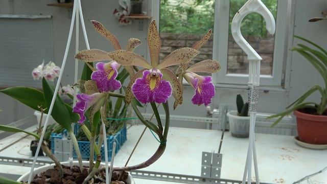Цветение май 2023 . Brassocattleya Felipe HajeBlc. Durigan Crater , Blc. Durigan Netuno смотреть онлайн