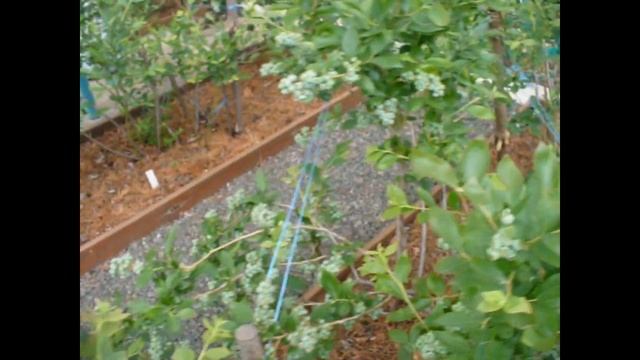 Голубика отцвела ВИДЫ на УРОЖАЙ! Super harvest of blueberries. смотреть онлайн