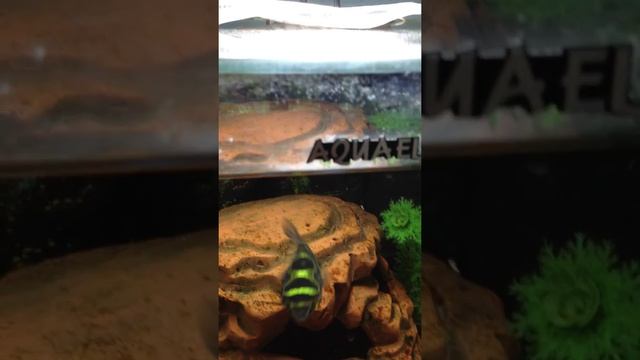 Tetraodon Biocellatus Тетраодон восьмёрка