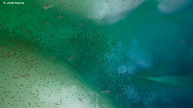 Michio Kaku Reveals To Us What The Navy Saw While Diving in The Arctic смотреть онлайн
