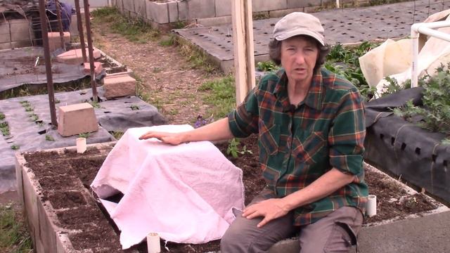 3 Low Tech Frost Protection Systems for Tomato and Frost Tender Seedlings смотреть онлайн