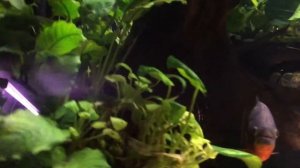 Пираньи наттерера в аквариуме