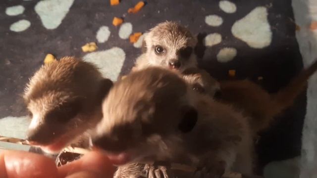 Очень голодные сурикатики ( Обезьянки макака Федя и капуцин Ульяна) смотреть онлайн