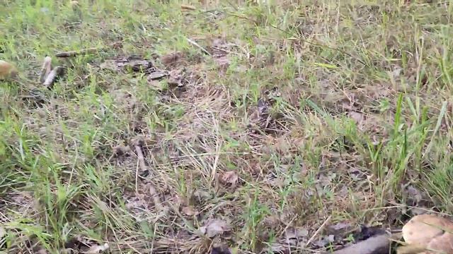 Грибы ,грибы просто на поле смотреть онлайн