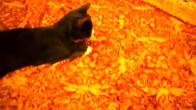 моя умная кошка.AVI