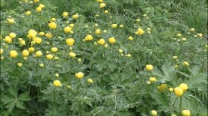 Юрий Кость Мой цветок.mp4