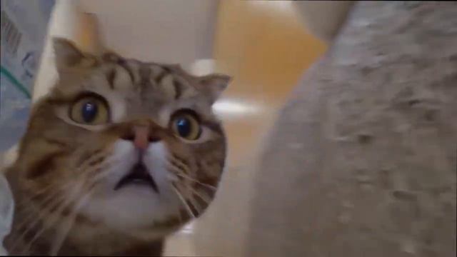котик шагает по лабиринту под песню СД, ЗАМАЙ - MEDICI смотреть онлайн