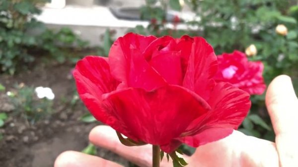 Роза Ред Интуишн  (  Rose Red Intuition )