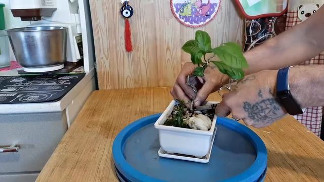 Как утолщить небари у бонсай Часть 1. Эксперимент. смотреть онлайн