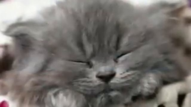 Ролик От улыбки смотреть онлайн
