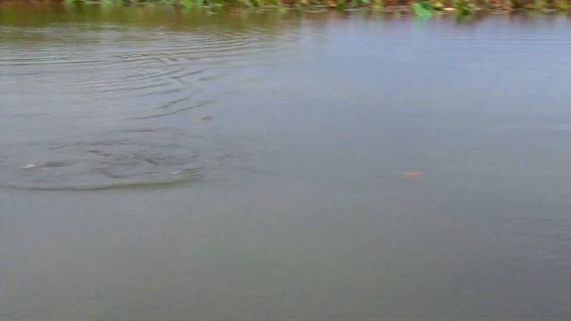 ч.1/5. Новые воблеры RAPALA косят окуня в Астрахани / Новый Stradic / Костантин Андропов/Марат Деев смотреть онлайн