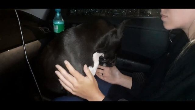 Щенок амстаффа. Рвота. Отравление. Капельница. Ночная 