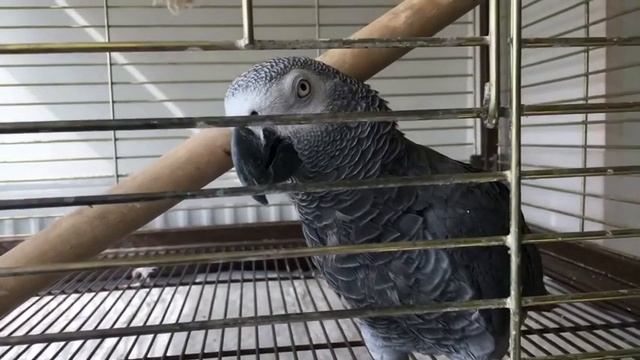 Parrot Лавруша ? Учимся говорить смотреть онлайн