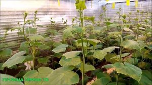 //НЕХВАТКА КАЛЬЦИЯ НА ОГУРЦАХ//