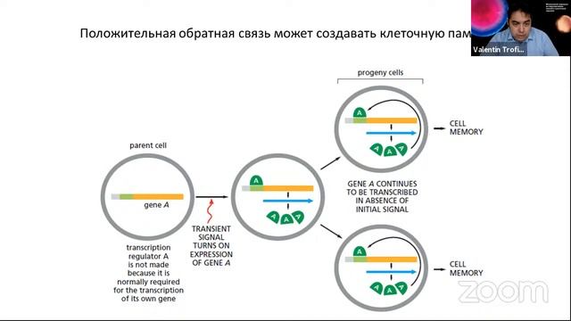 Московский воркшоп по перспективам генной и клеточной терапии - Валентин Трофимов смотреть онлайн