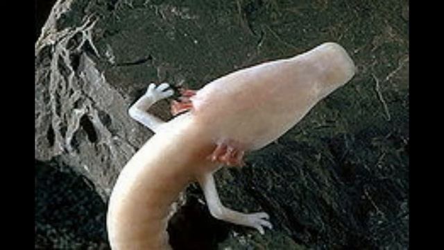 Olm - Proteo ( Proteus Anguinus ) El dragón de las cavernas - ZooTales смотреть онлайн