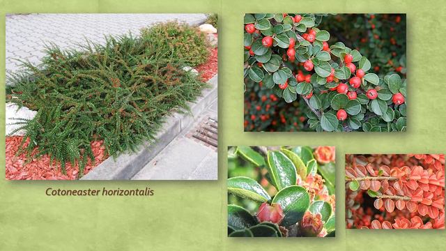 Maloideae - Prunoideae смотреть онлайн