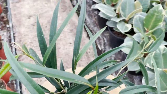Ficus Alii | Live from the Nursery Series смотреть онлайн