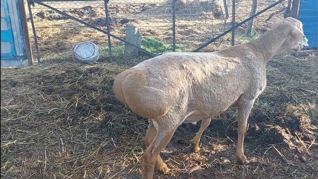Гиссарские баранчики годовалые на продажу. смотреть онлайн