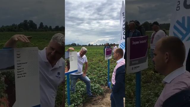 День Картофеля Солана. смотреть онлайн