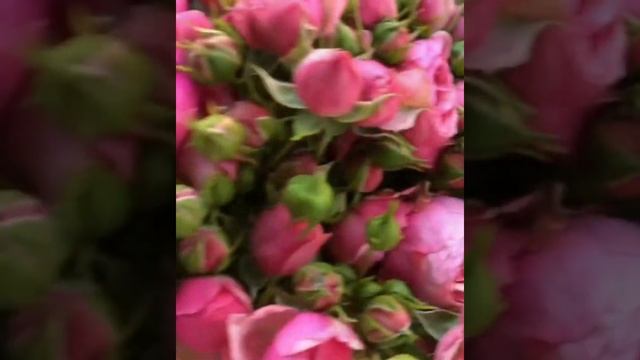 Моя любовь флорибунда, Помпонелла,Кордес,Германия,2005.Pomponella rose.Kordes 2005. смотреть онлайн