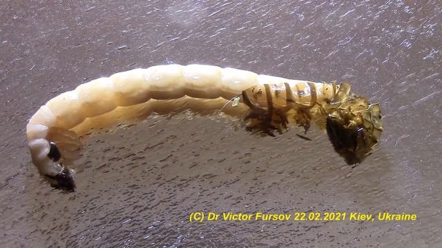 Как Сбрасывает Шкурку Личинка Жука Зофобаса? Darkling Beetle Zophobas (Tenebrionidae) is Molting. смотреть онлайн