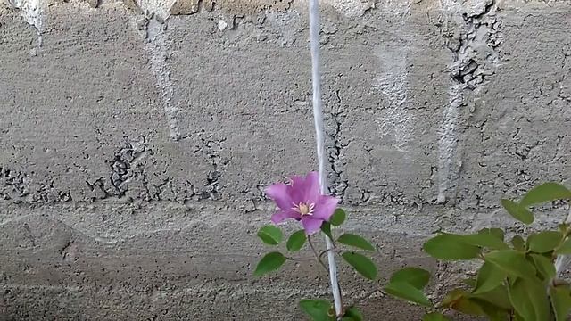 Клематис Кардинал оказался другим сортом. Обман в магазине. смотреть онлайн