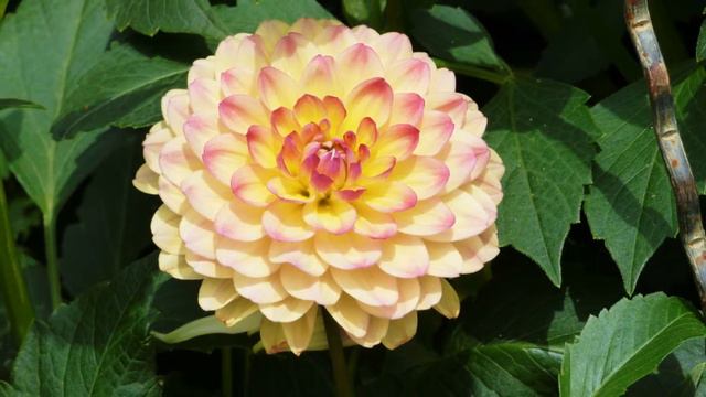 F - 90 - Георгины von Mainau . HD смотреть онлайн