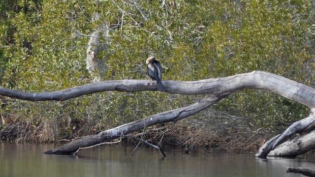Anhinga Sh*t and Git смотреть онлайн