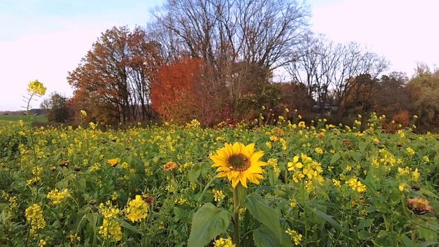 1 Час Звуков Природы для Релаксации. Пение жаворонка. (FHD) смотреть онлайн