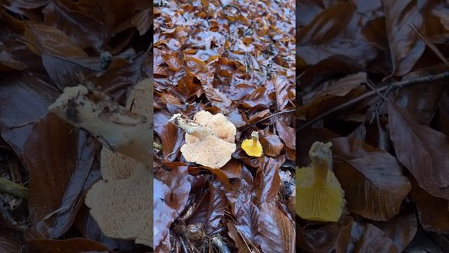 Live aus dem Wald - Semmelstoppelpilz & Pfifferling eine Woche vor Weihnachten смотреть онлайн