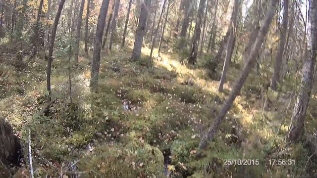 Один в глухой тайге, охота на глухаря, белку и куницу смотреть онлайн